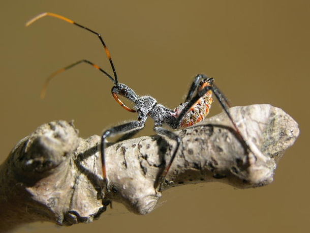 This Is No Ordinary Bug. If You See One, You Need To Do THIS Immediately... - picture 7