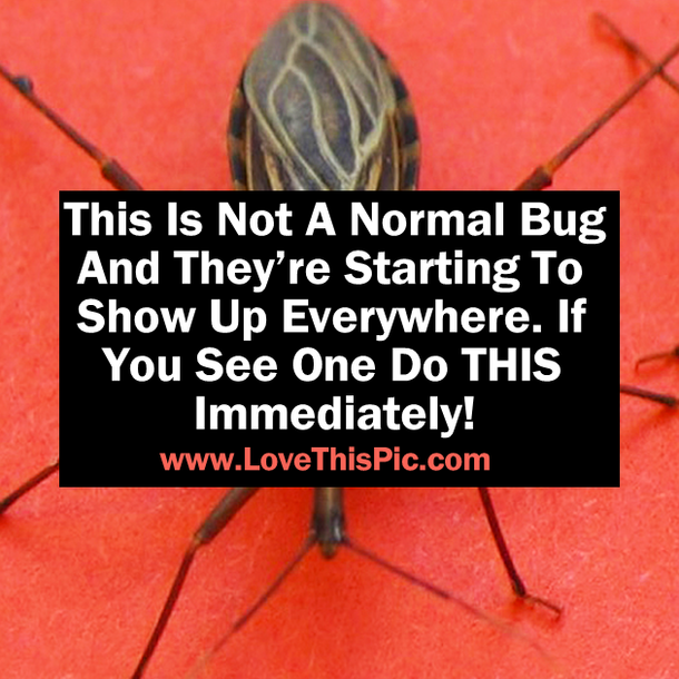 This Is Not A Regular Bug And They’re Starting To Pop Up Everywhere. If You See One Do THIS Immediately!