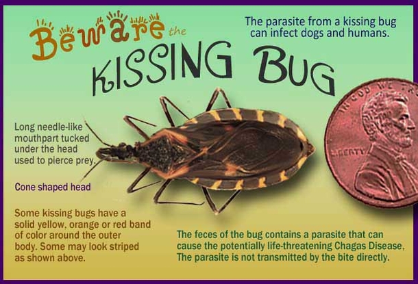 This Is Not A Regular Bug And They’re Starting To Pop Up Everywhere. If You See One Do THIS Immediately! - picture 3
