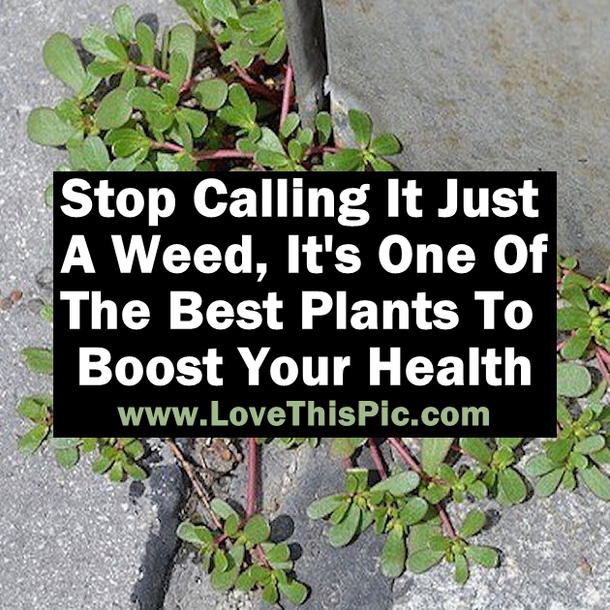 This Is Not A Weed, This Is An Amazing Plant That Can Boost Your Health!