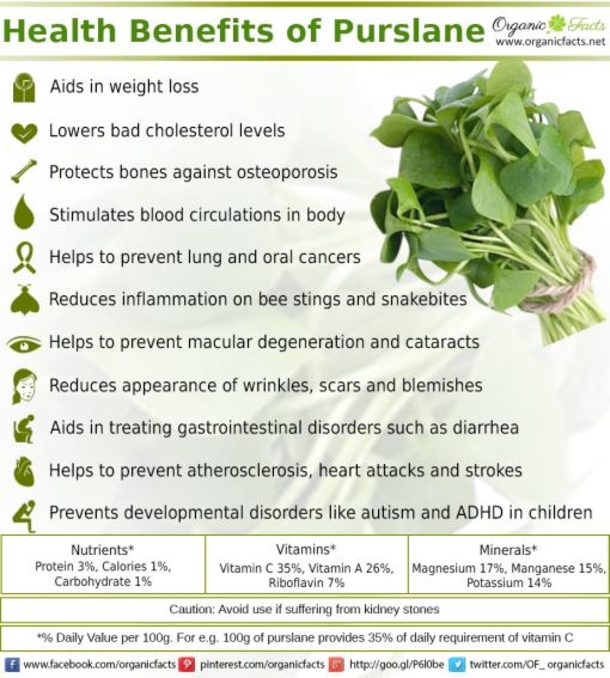 This Is Not A Weed, This Is An Amazing Plant That Can Boost Your Health! - picture 2