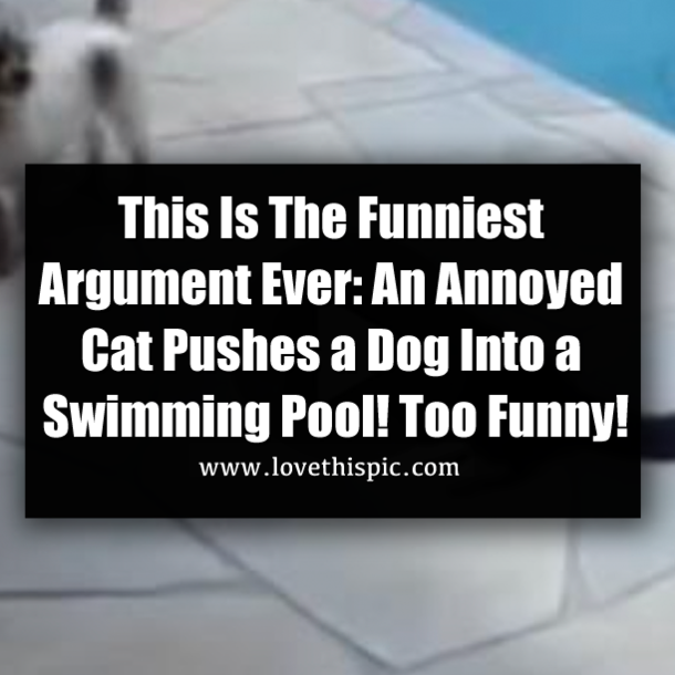 This Is The Funniest Argument Ever: An Annoyed Cat Pushes a Dog Into a Swimming Pool! Too Funny!