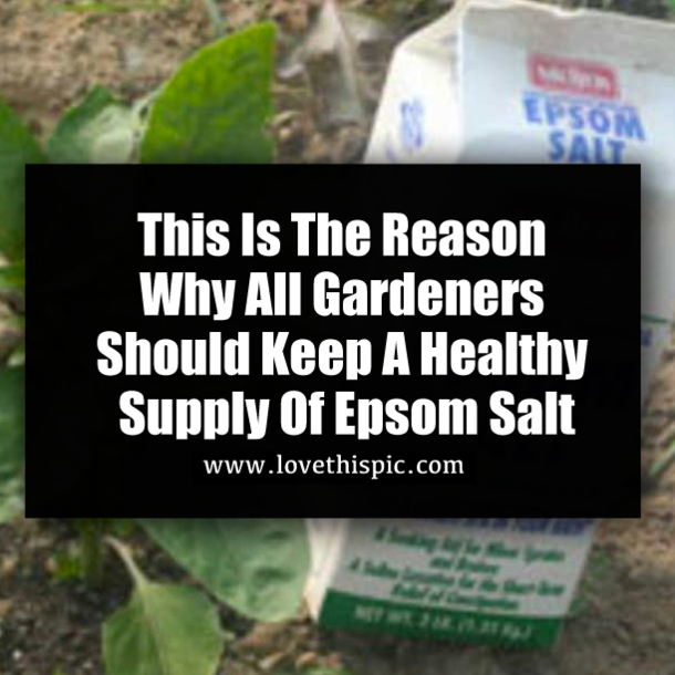 This Is The Reason Why All Gardeners Should Keep A Healthy Supply Of Epsom Salt