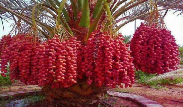 This is The World’s Number One Food Against Heart Attack, Hypertension and Cholesterol - picture 2