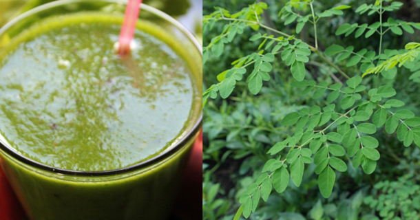 This Is What Happens To Your Body When You Drink Moringa Everyday - picture 2