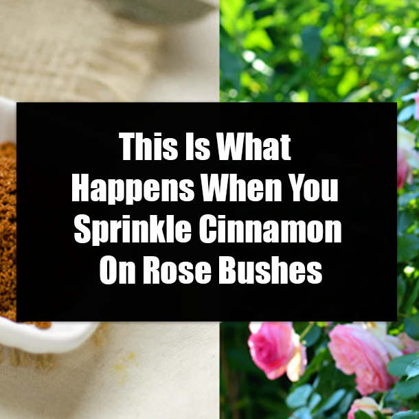 This Is What Happens When You Sprinkle Cinnamon On Rose Bushes