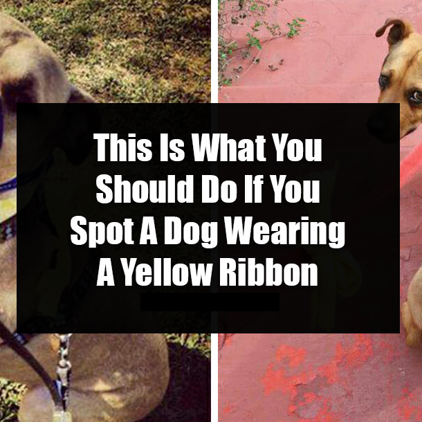 This Is What You Should Do If You Spot A Dog Wearing A Yellow Ribbon