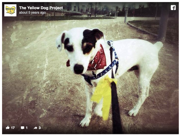 This Is What You Should Do If You Spot A Dog Wearing A Yellow Ribbon - picture 2