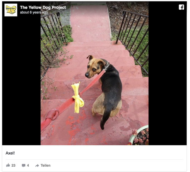 This Is What You Should Do If You Spot A Dog Wearing A Yellow Ribbon - picture 3