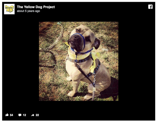 This Is What You Should Do If You Spot A Dog Wearing A Yellow Ribbon - picture 4