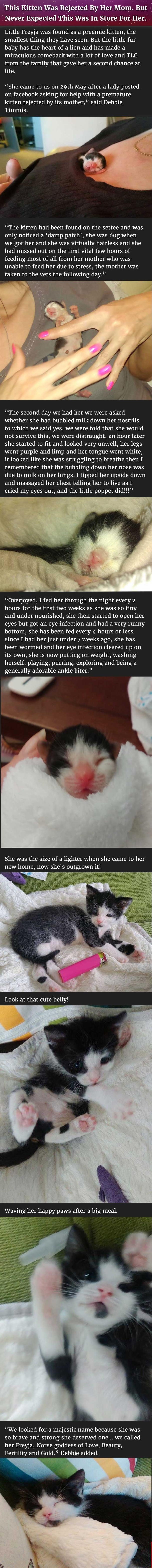 This Kitten Was Rejected By Her Mom But Never Expected This Was In Store For Her