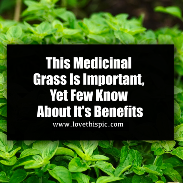 This Medicinal Grass Is Important, Yet Few Know About It's Benefits