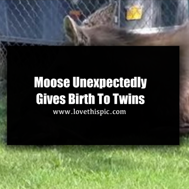 This Moose Is Busy Grooming Her Newborn Baby, But Watch What Appears Behind Her