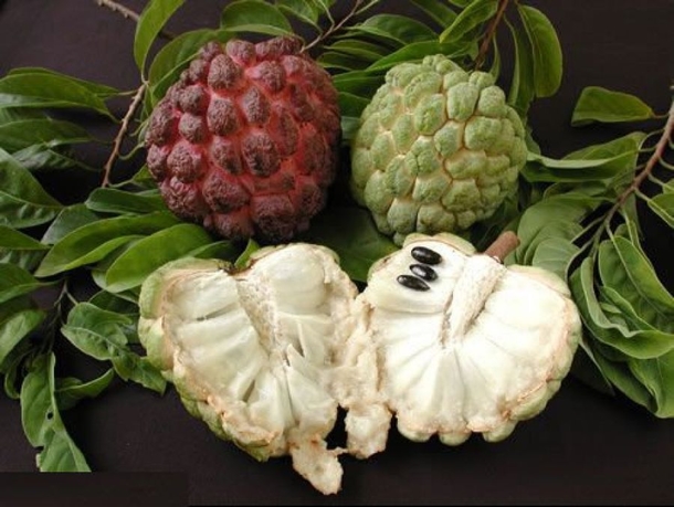 This One Fruit Kills Malignant Cells of 12 Different Types of Cancer - picture 2