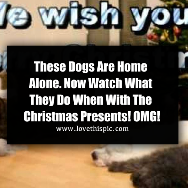 This Pit Bull Is Home Alone. Now Watch What He Does When He Notices Those Christmas Presents…OMG!