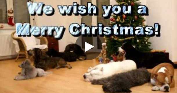 This Pit Bull Is Home Alone. Now Watch What He Does When He Notices Those Christmas Presents…OMG! - picture 2