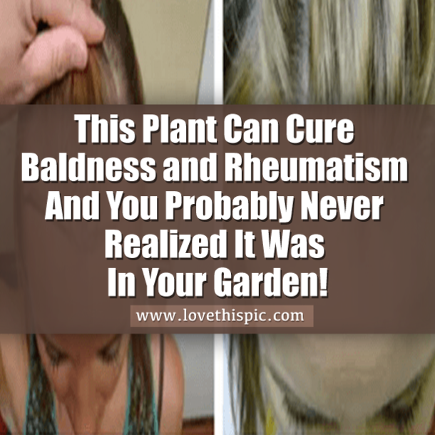 This Plant Can Cure Baldness and Rheumatism And You Probably Never Realized It Was In Your Garden!