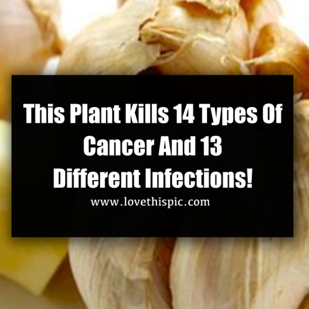 This Plant Kills 14 Types Of Cancer And 13 Different Infections!