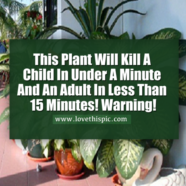 This Plant Will Kill A Child In Under A Minute And An Adult In Less Than 15 Minutes! Warning!