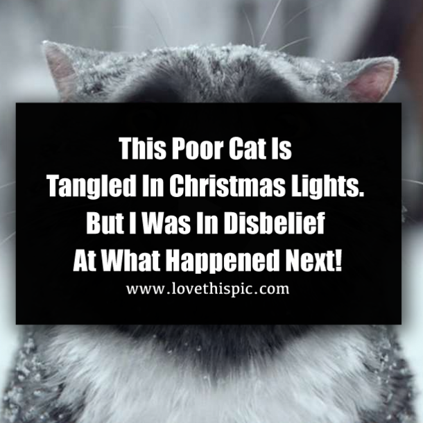 This Poor Cat Is Tangled In Christmas Lights. But I Was In Disbelief At What Happened Next!