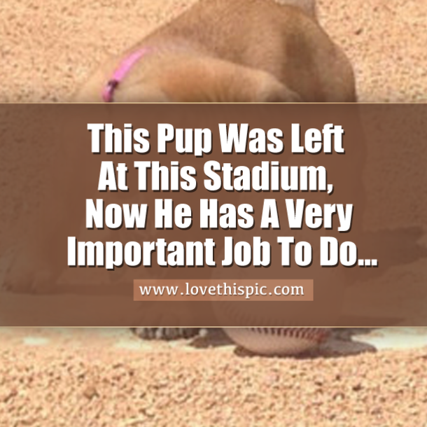 This Pup Was Left At This Stadium, Now He Has A Very Important Job To Do...