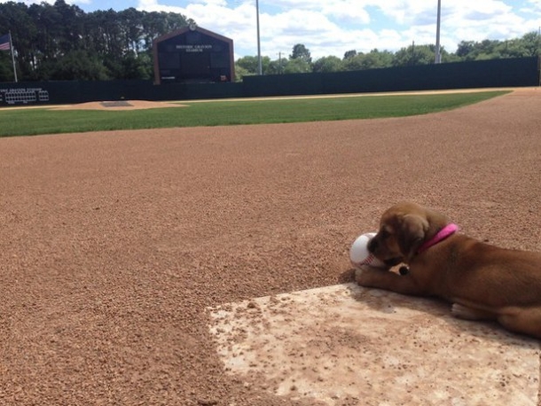 This Pup Was Left At This Stadium, Now He Has A Very Important Job To Do... - picture 2