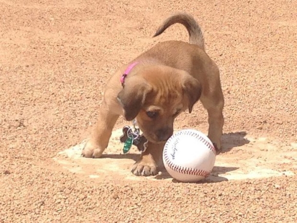 This Pup Was Left At This Stadium, Now He Has A Very Important Job To Do... - picture 4