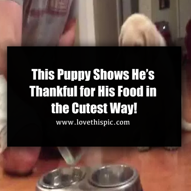 This Puppy Shows He’s Thankful for His Food in the Cutest Way!