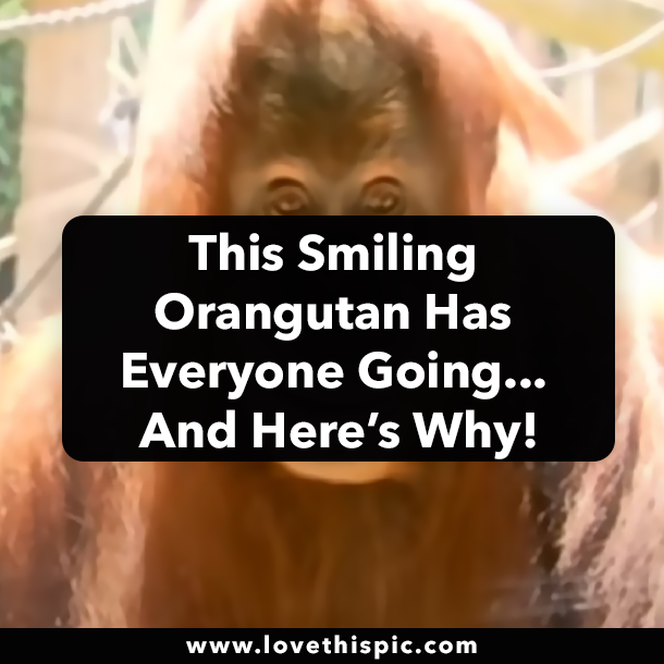 This Smiling Orangutan Has Everyone Going Crazy