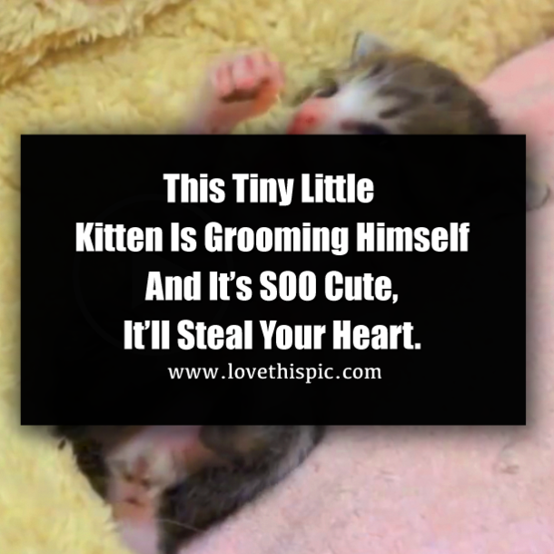 This Tiny Little Kitten Is Grooming Himself And It’s SOO Cute, It’ll Steal Your Heart.