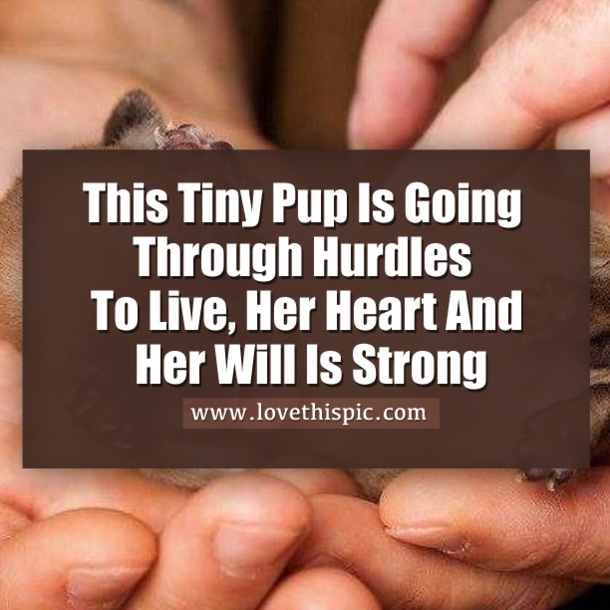 This Tiny Pup Is Going Through Hurdles To Live, Her Heart And Her Will Is Strong