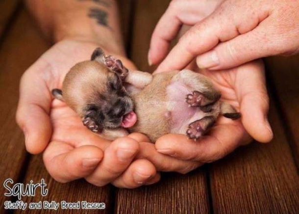 This Tiny Pup Is Going Through Hurdles To Live, Her Heart And Her Will Is Strong - picture 2