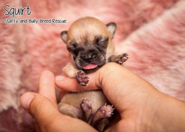 This Tiny Pup Is Going Through Hurdles To Live, Her Heart And Her Will Is Strong - picture 3