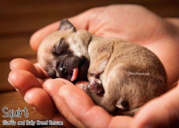 This Tiny Pup Is Going Through Hurdles To Live, Her Heart And Her Will Is Strong - picture 4