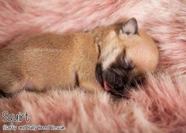 This Tiny Pup Is Going Through Hurdles To Live, Her Heart And Her Will Is Strong - picture 6