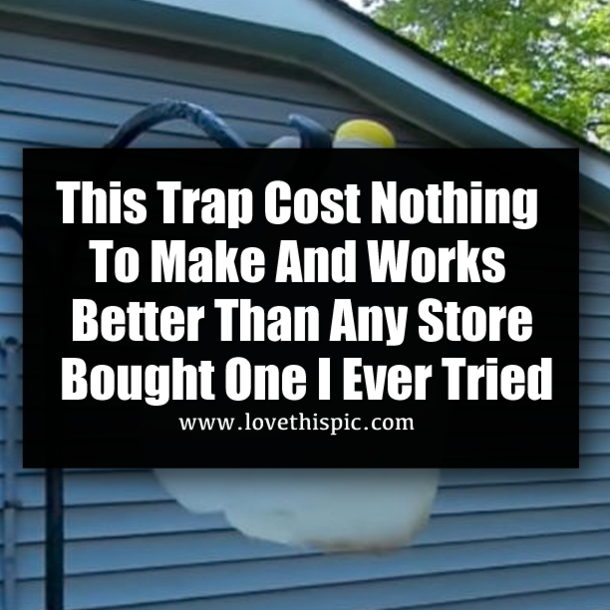 This Trap Cost Nothing To Make And Works Better Than Any Store Bought One I Ever Tried