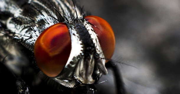 This Will Get Rid Of Flies Very Quickly (Indoors and Outdoors) - picture 2