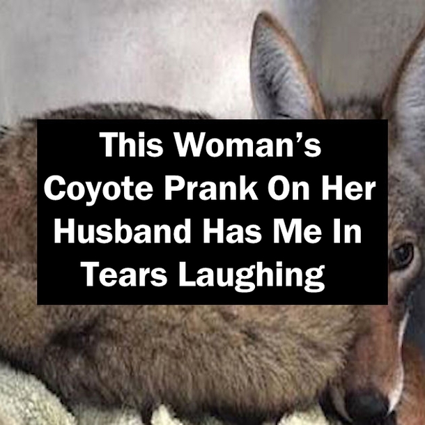 This Woman’s Coyote Prank On Her Husband Has Me In Tears Laughing