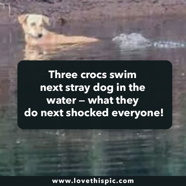 Three crocs swim next stray dog in the water — what they do next shocked everyone!