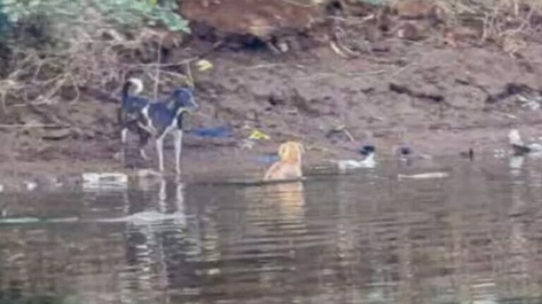 Three crocs swim next stray dog in the water — what they do next shocked everyone! - picture 2