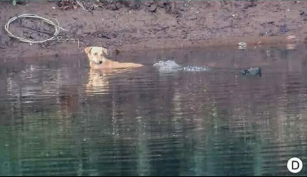Three crocs swim next stray dog in the water — what they do next shocked everyone! - picture 3