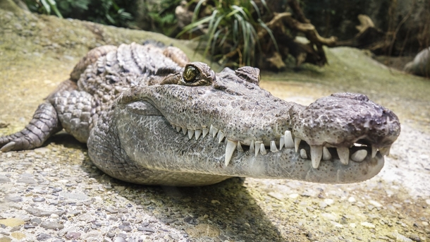 Three crocs swim next stray dog in the water — what they do next shocked everyone! - picture 4