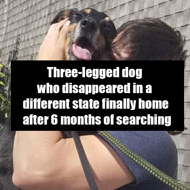 Three-legged dog who disappeared in a different state finally home after 6 months of searching