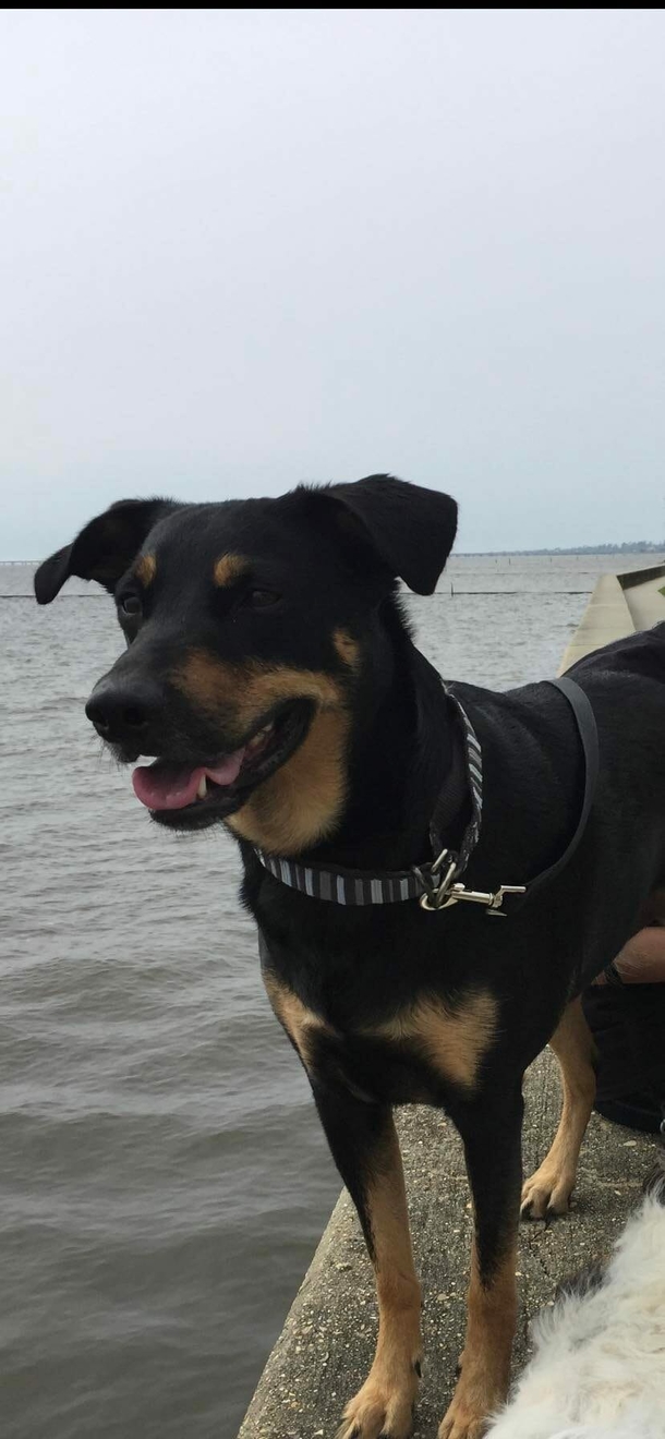 Three-legged dog who disappeared in a different state finally home after 6 months of searching - picture 2