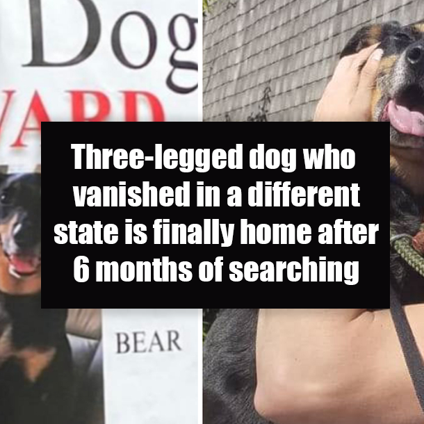 Three-legged dog who vanished in a different state is finally home after 6 months of searching