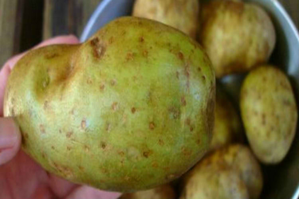 Throw Your Potatoes Away Immediately If You See THIS On Them. It Could Save Your Life... - picture 2