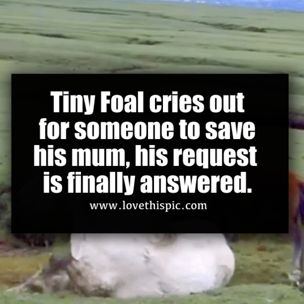 Tiny Foal cries out for someone to save his mum, his request is finally answered.