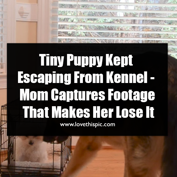 Tiny Puppy Kept Escaping From Kennel - Mom Captures Footage That Makes Her Lose It