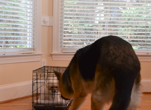 Tiny Puppy Kept Escaping From Kennel - Mom Captures Footage That Makes Her Lose It - picture 3