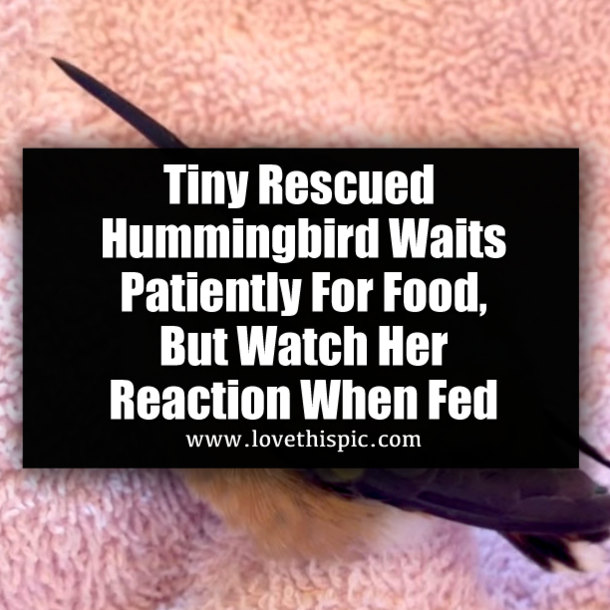 Tiny Rescued Hummingbird Waits Patiently For Food, But Watch Her Reaction When Fed